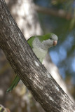 Monk Parakeet