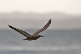 Boba Parda (Brown Booby)