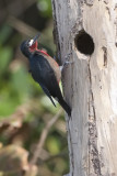 Puerto Rican Woodpecker (Carpintero de Puerto Rico)