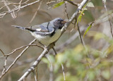 Black-throated Blue Warbler (Reinita Azul)