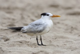 Royal Tern (Charran Real)