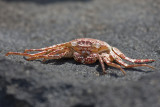 Crab