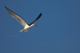 Black Skimmer