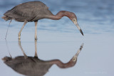 Little Blue Heron