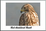 Red-Shouldered Hawk (Immature)