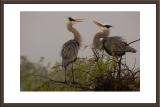 Great Blue Heron mating dance