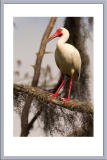 White Ibis