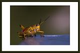 southern lubber grasshopper