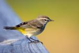 Palm Warbler