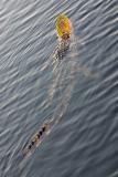 Florida gator swimming