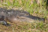 Adult sunning