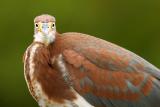 Tricolored Heron Close up