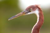 Tricolored Heron