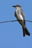 Gray Kingbird (Pitirre)