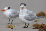 Royal Tern