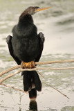 Anhinga (Male)