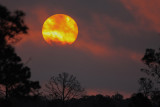 Sunrise at Babcock-Webb