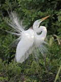 Great Egret display
