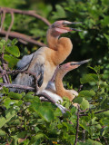 Anhinga chicks