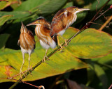 Immature Least Bitterns