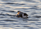 Little auk (Alle alle)