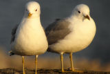 Common Gull (Larus canus)