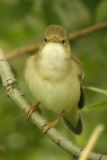 Marsh Warbler (Acrocephalus palustris)