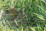 Ortolan Bunting (Emberiza hortulana)