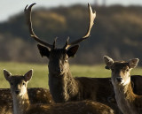 R: Reindeer in the Phoenix Park,Dublin : Santas helpers?