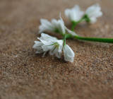 Fallen by the wayside