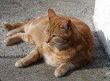 Neighbour
