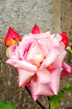 Raindrops on roses and...