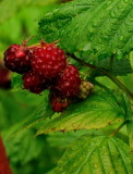 Whiskers on raspberries