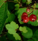 Redcurrants
