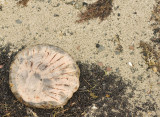 The beached jellyfish