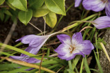Autumn Crocus