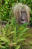 Scowling among the ferns
