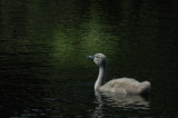 Taking off on my own is such fun! says Cyril the cygnet