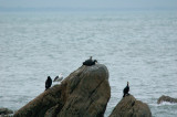 Cormorants