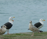 Yawning gull