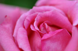 Unfurling rose