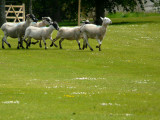 The Sheep Race 1