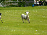 The Sheep Race 3 -Breaking away