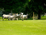 The Sheep Race 4 - leading the pack