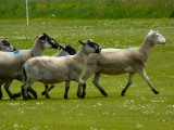 The Sheep Race 6 - finishing line in sight!
