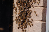 7. The Beeman spots the Queen in the middle of this swarm