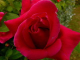 A rose from the garden : Rs n ngirdn
