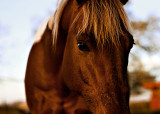 Double D Ranch / Horses 005
