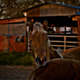 Double D Ranch / Horses 018
