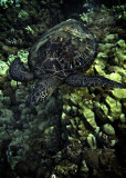Maui-Turtle-003-Small.jpg